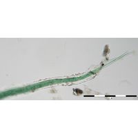 Microcoleus lacustris