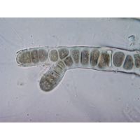 Capsosiraceae