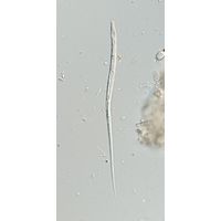Lepocinclis cyclidiopsis