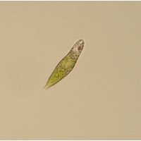 Euglena granulata
