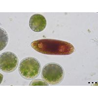 Euglena sanguinea
