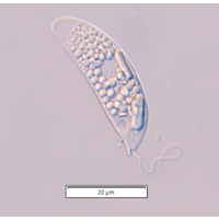 Menoidium pellucidum var. cultellus