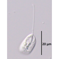 Notosolenus apocamptus