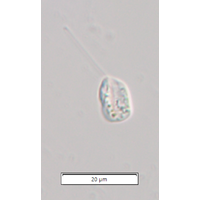 Notosolenus apocamptus