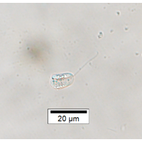 Notosolenus apocamptus