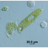Phacus limnophila