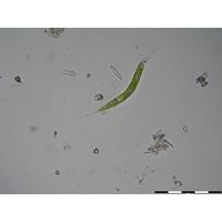 Euglena deses