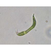 Euglena deses