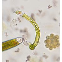 Euglena deses