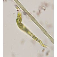 Euglena deses