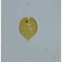 Phacus monilatus