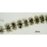 Batrachospermum gelatinosum