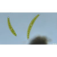 Closterium abruptum