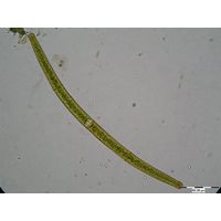 Closterium angustatum