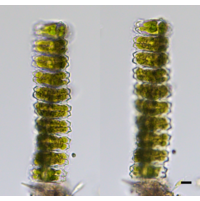 Desmidium swartzii
