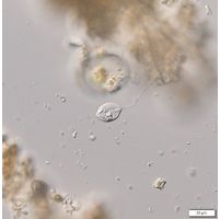 Notosolenus canellatus