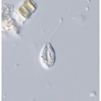 Notosolenus mediocanellatus