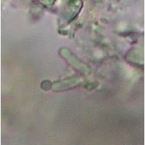 Geitleribactron periphyticum