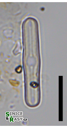 Humidophila brekkaensis