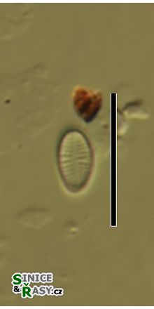 Psammothidium curtissimum