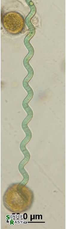 Arthrospira jenneri