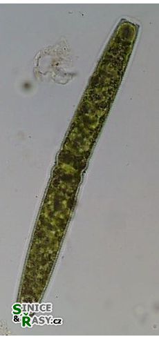 Pleurotaenium crenulatum