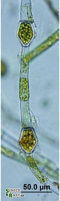 Oedogonium sexangulare