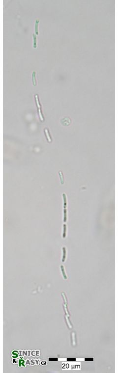 Wolskyella floridana 