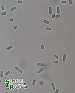 Picosynechococcus