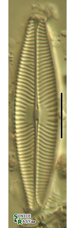 Navicula lanceolata