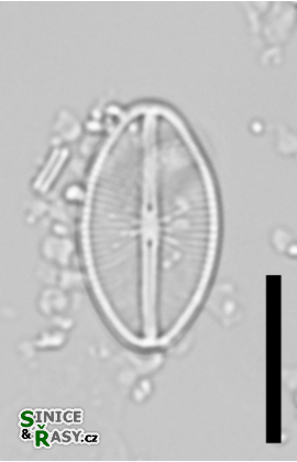 Cavinula cocconeiformis