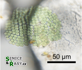 Merismopedia tranquilla