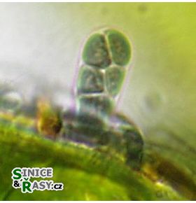 Chamaecalyx swirenkoi