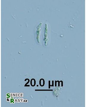 Rhabdogloea linearis