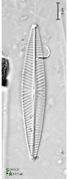 Navicula cryptotenella