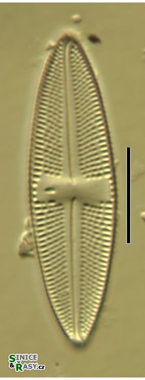 Navicula goeppertiana