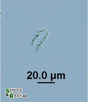 Rhabdogloea linearis