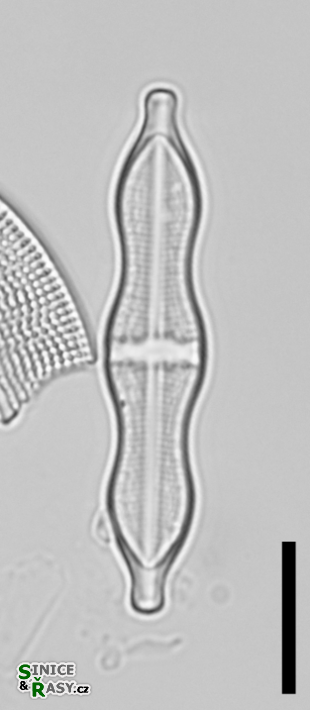 Stauroneis smithii