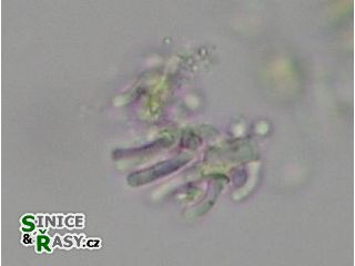 Geitleribactron periphyticum