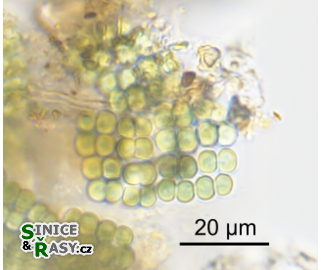 Merismopedia tranquilla