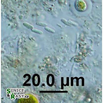 Rhabdogloea linearis