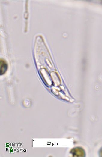 Menoidium pellucidum