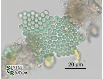 Microcrocis obvoluta