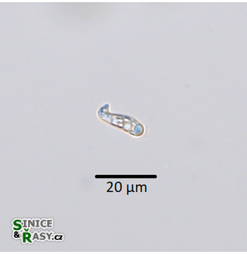 Menoidium minimum
