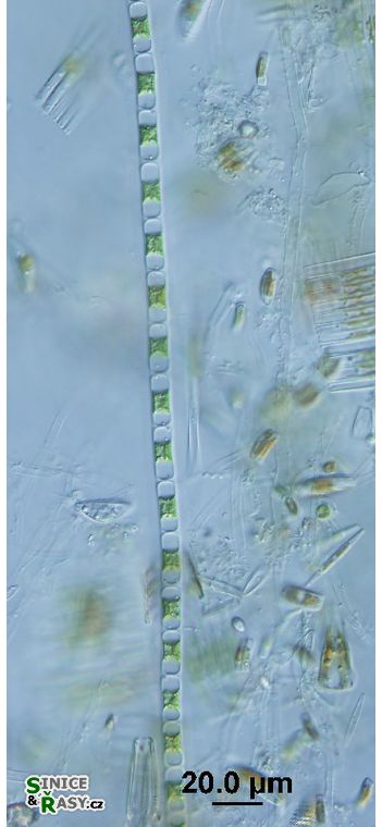 cf. Microspora stagnorum