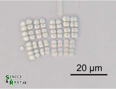 Merismopedia punctata