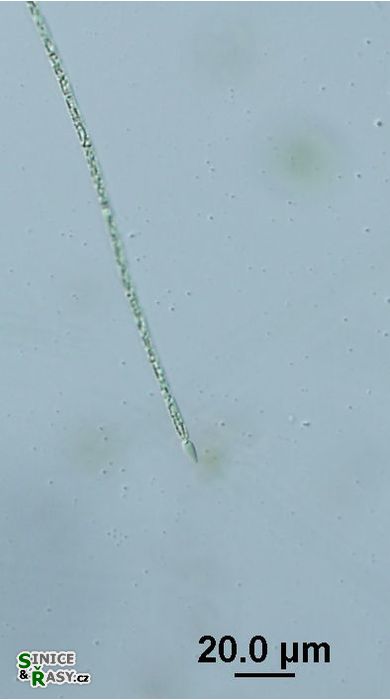 Raphidiopsis raciborski