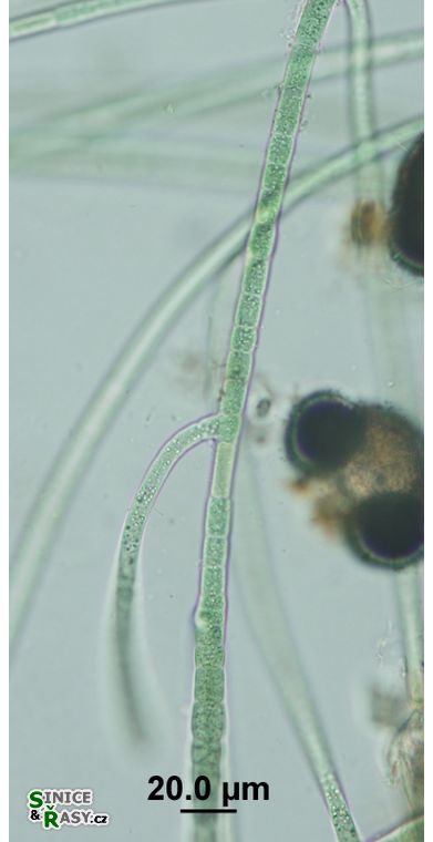 Hapalosiphon fontinalis