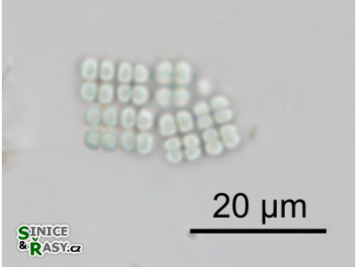 Merismopedia punctata