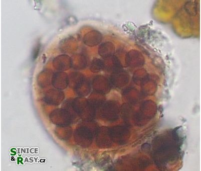 Gloeocapsopsis dvorakii